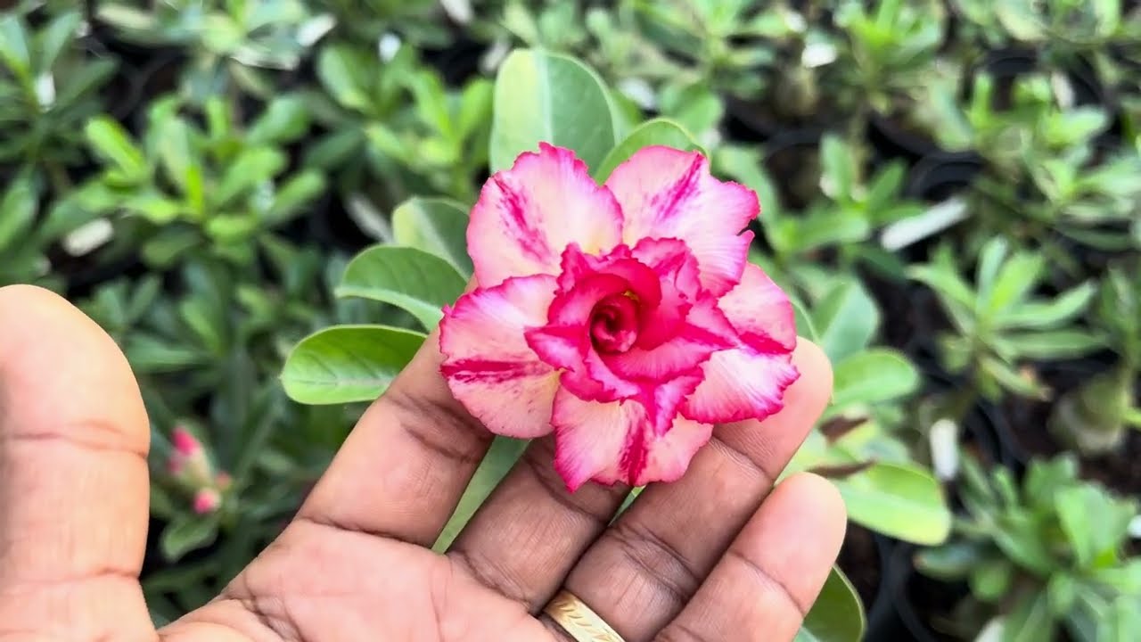 Venha comigo vê flores 🥰🌺