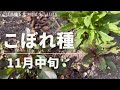 《11月中旬現在出ているこぼれ種26種》異常気象の影響？今年は大好きなアレが出てない(:_;)／リクエスト動画