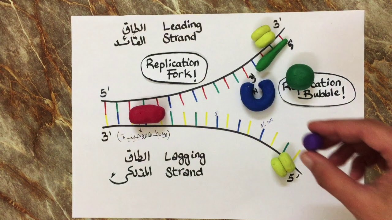 DNA Replication  |  تضاعف الدنا
