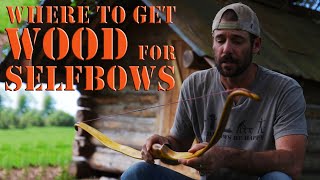 Where to get bow staves and wood for bow building self bows and primitive bows.