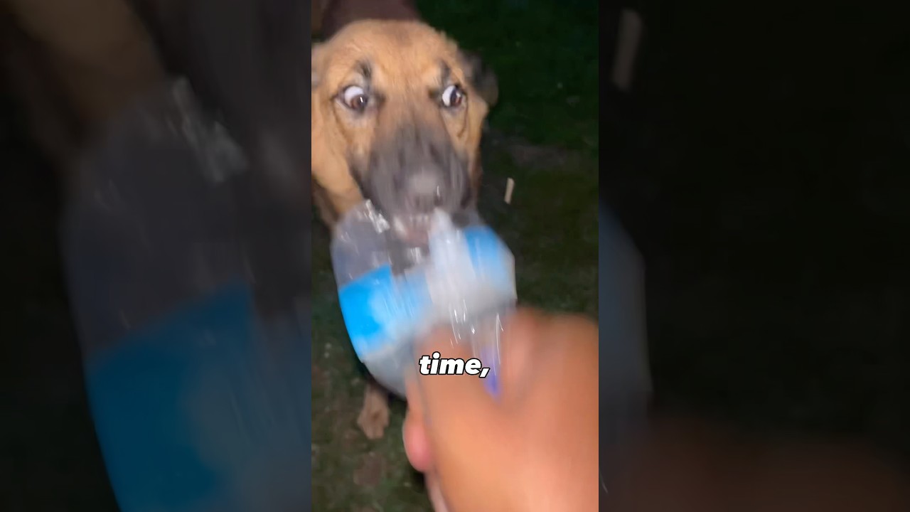 I think Brown is a paid actor... he just won't listen! 😂🎭 