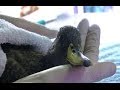 Local fauna affected sewage spill