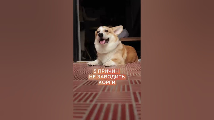 Минусы породы корги. А вы бы хотели такую собаку? #корги #shorts