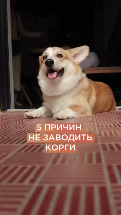 породы собак, которых нельзя стричь