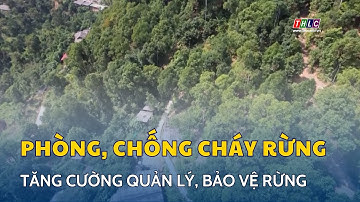 Tăng cường quản lý, bảo vệ rừng, phòng cháy, chữa cháy rừng | THLC