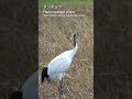 Red-crowned crane(タンチョウ)| Japanese Wild Birds & Nature #wildbirds #nature #japan