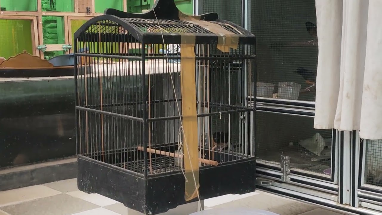 CARA MENANGKAP BURUNG DIKANDANG MINIMALIS