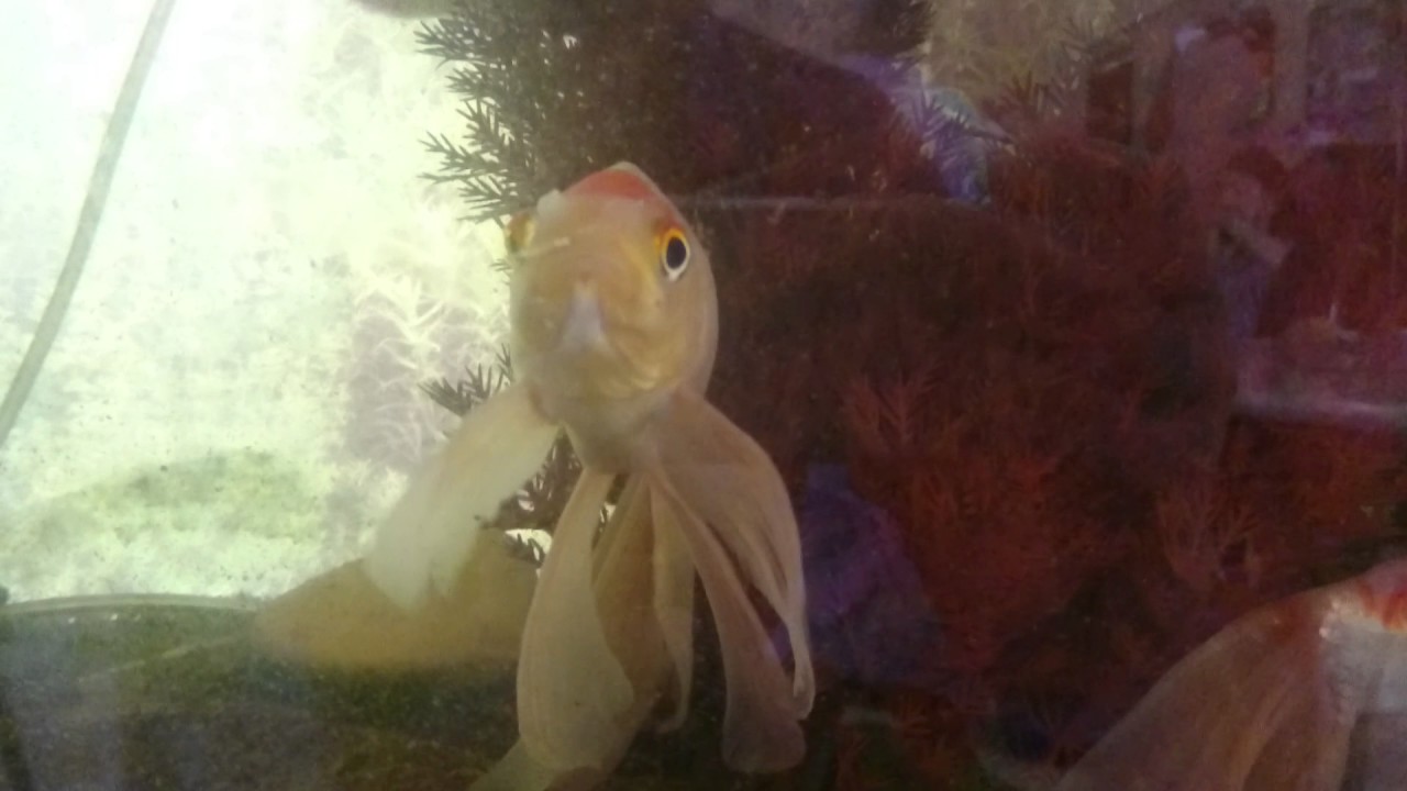 Goldfish, koi opening and closing mouth in tank 2 YouTube