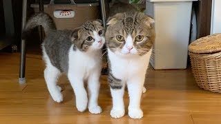 久々に家族に会いに来たパパ猫と子猫