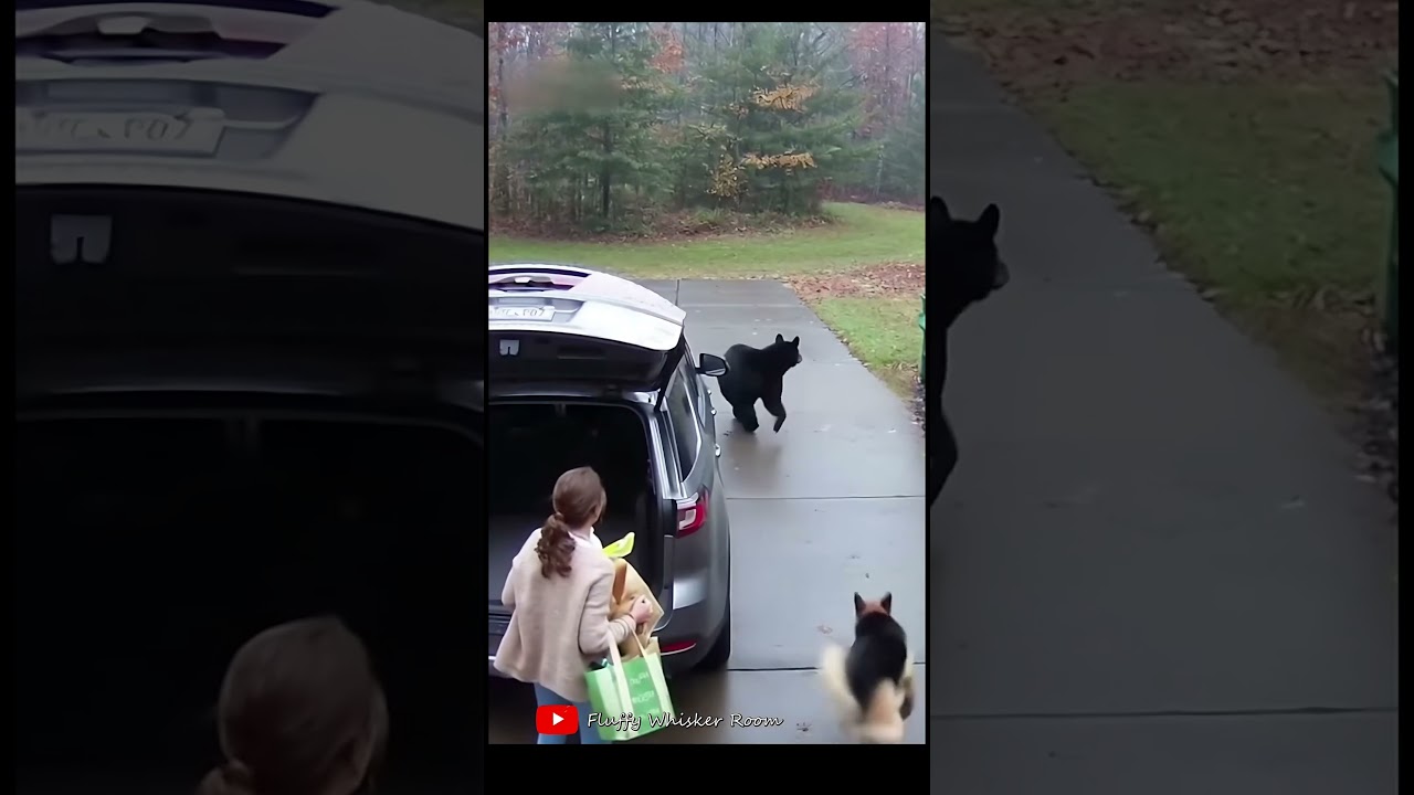 Dog Saves Owner from Bear! 🐶🐻 | Incredible Real Doorcam Footage 