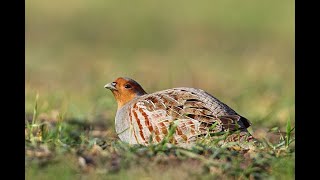 Jolly A.S. Denizli Epagneul Breton Çil Keklik Ferma (Grey Partridge Hunting)