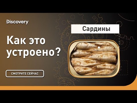 Сардины | Как это устроено | Discovery