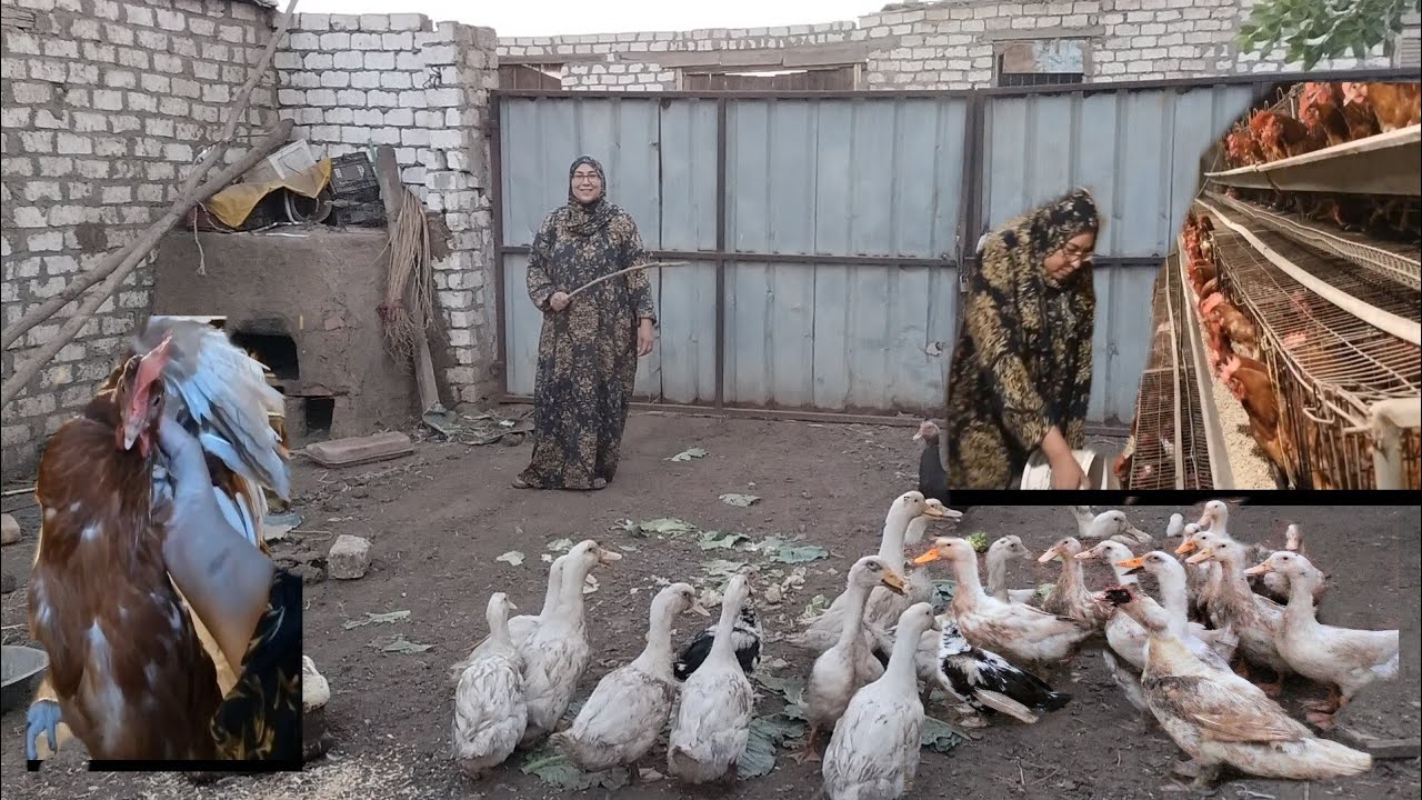 خليكم فى حالكم الله يصلح حالكم 🤲 روتين عند الطيور