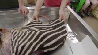 Zebra Bits