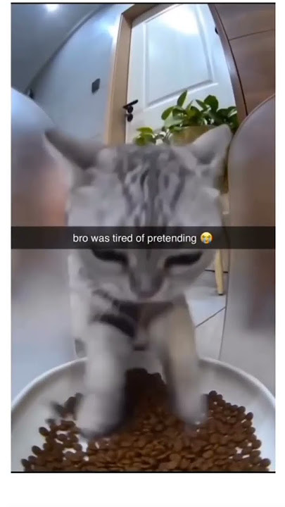 Cat caught in 4k 😂 #cat #funny #meme