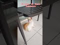 Si oyen di indomaret