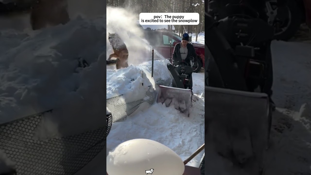 The Most Hilariously Cute Dog