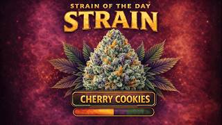Cherry Cookies Under the Microscope🍒 | Strain of the Day