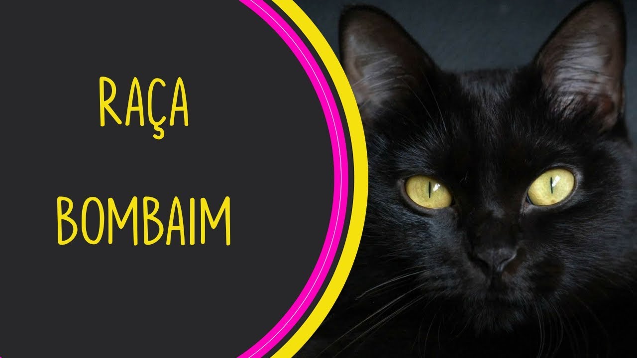 GATO BOMBAIM 🐱 características, cuidados e saúde! 🐾 