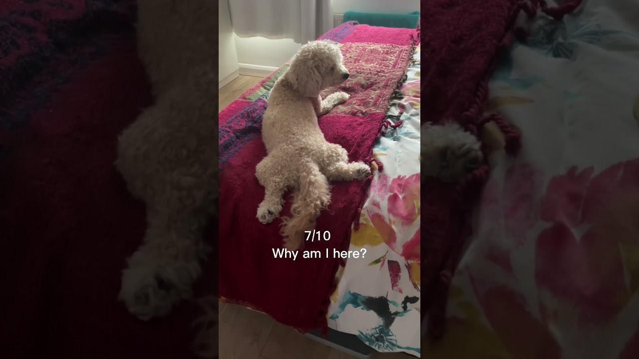 Rating sleeping 🐶 