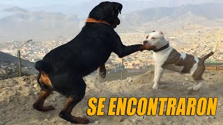 Pitbull & Rottweiler - 2 Rottweilers Face Pitbull Cta