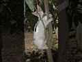 cat kitten together #cat #kitten #park #scene #subscribe #my #channel