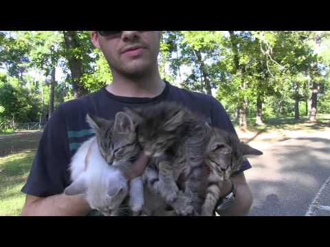 Surprise Kitten Rescue