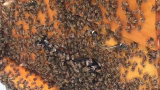 Double Queen Colony - Two Queen Systems