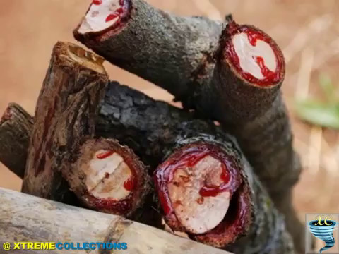 Wideo: Pterocarpus Angolensis - Krwawiące Drzewo - Alternatywny Widok