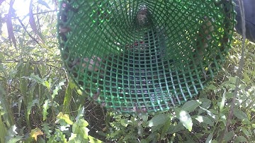 Đi Thăm Lợp Cá Bống Dừa Bằng Lưới Nhựa