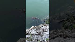 Un Paseo por el parque tomas garrido ￼ de Villahermosa, Tabasco #animales ￼