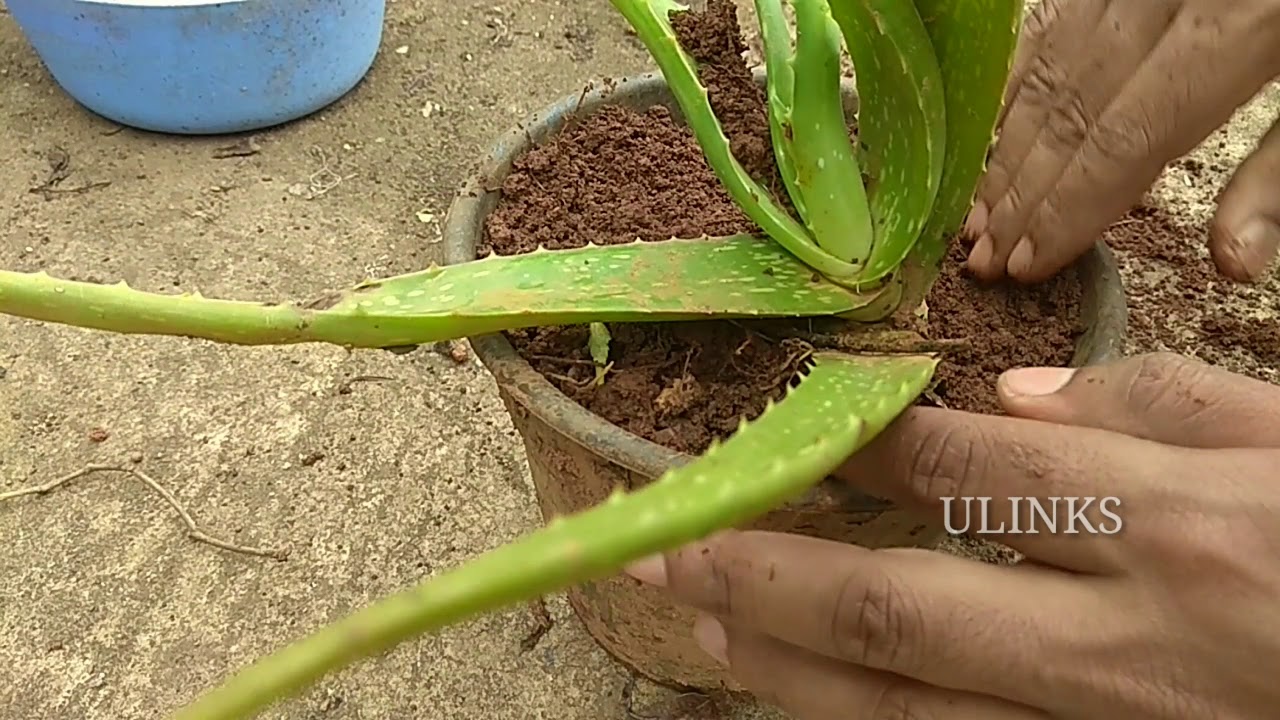 how to make aloe vera plant grow faster YouTube