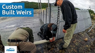 Weirs for the Arctic: Trapping Pink Salmon in Norway