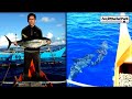 Surigao Trolling or "Subid" Catch Bariles or Yellowfin Tuna | Amazing Dolphins encounter