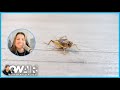 Sisanie&#39;s Having a Battle at Home... With a Cricket| On Air with Ryan Seacrest