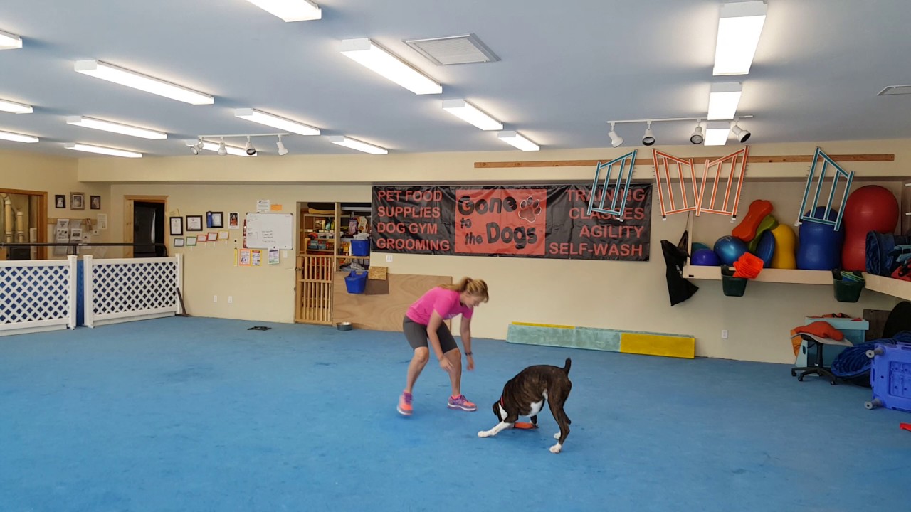 Impulse control dog training using toys YouTube