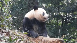 香香的日常180 | Panda xiangxiang | シャンシャン |  팬더