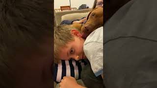 She just wants to keep licking me #funnydogs #vizsla #dogkisses #bestfriends #dog #cutedogs #funny