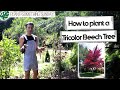 How to Plant a Tricolor Beech Tree - (a beginner's guide)