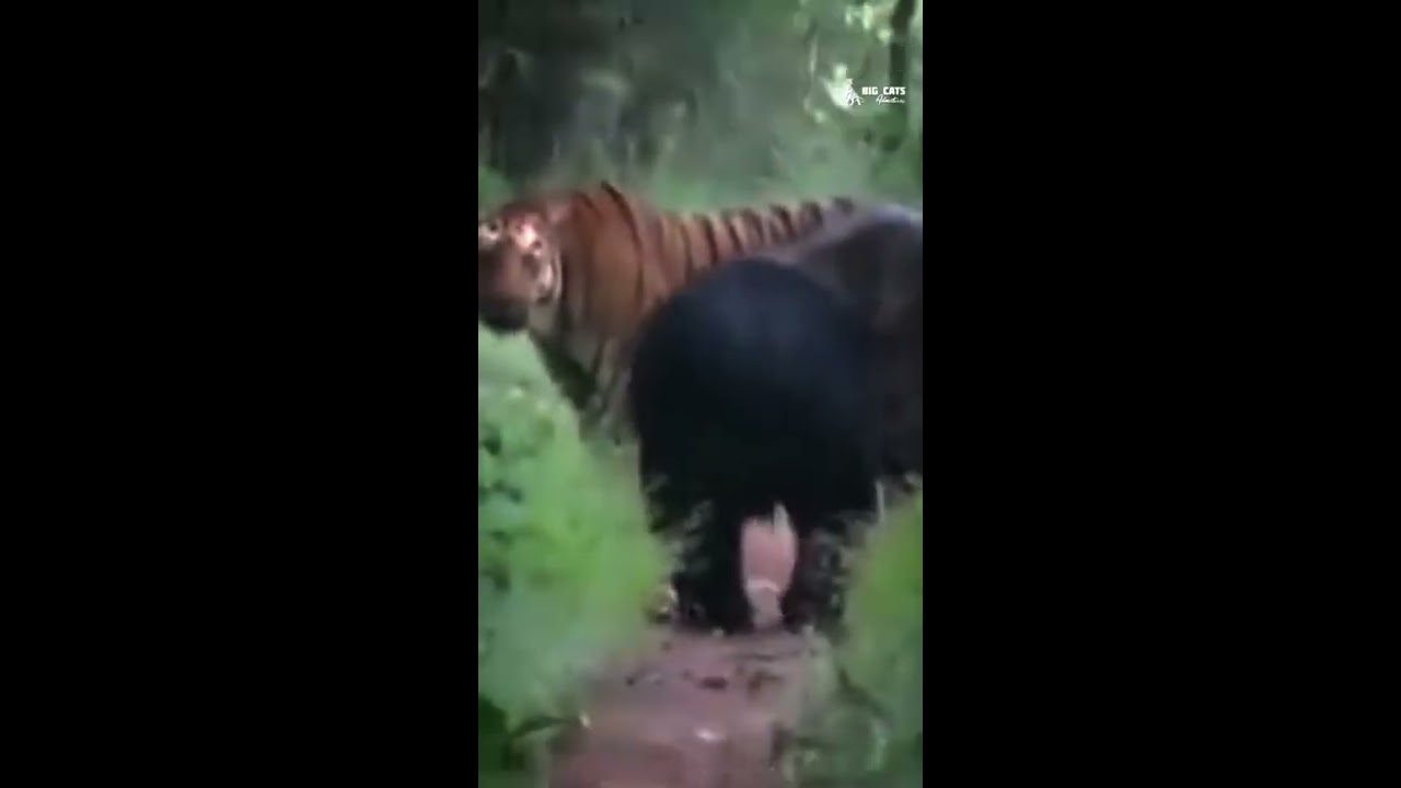 Tiger Vs Bear Wildlife Shorts