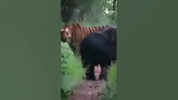 Tiger Vs Bear Wildlife Shorts 