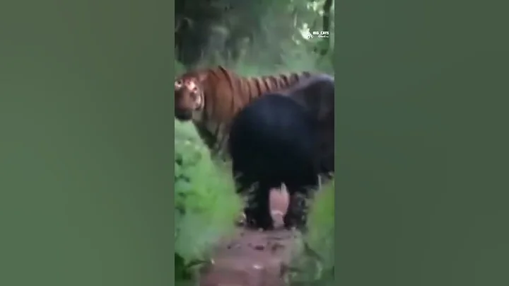 Tiger vs Bear 😳 #wildlife #shorts