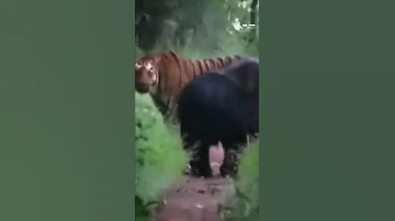 Tiger vs Bear 😳 #wildlife #shorts