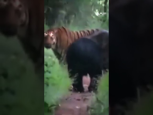 Tiger vs Bear 😳 #wildlife #shorts class=