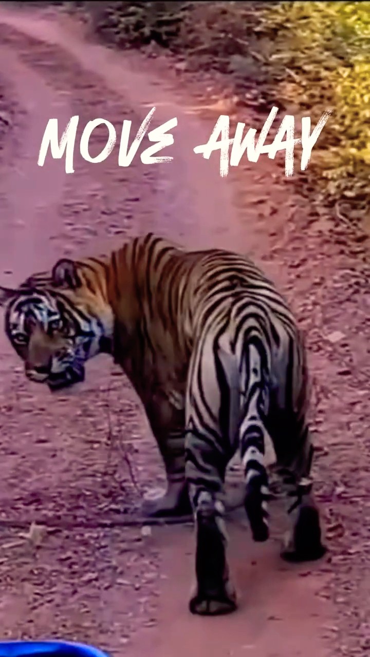 Tiger ने कहा - Door रहो! 🐅 #tigerwarning #safariindia #shorts