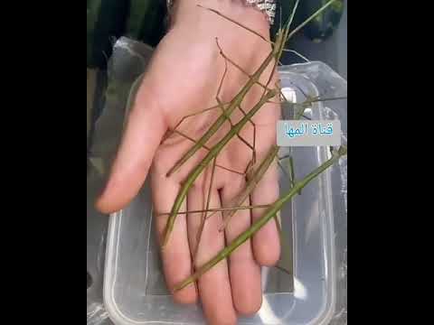 حشرات تشابه ورق الشجر
