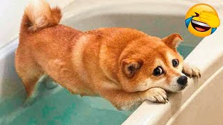 Funny Dogs And Cats Videos Of 2024||BEST FUNNY ANIMALS COMPILATION