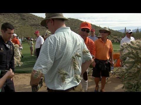 Fan attacked by jumping cactus as Rory McIlroy hits out of desert at Accenture