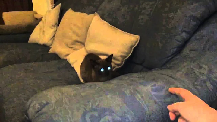 Video 4598121: burmese cat, brown burmese, kitten