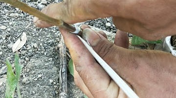 CÁCH GHÉP CÂY NHÃN CHI TIẾT NHẤT - AI CŨNG LÀM ĐƯỢC || Vườn Cây Ăn Trái Vlog